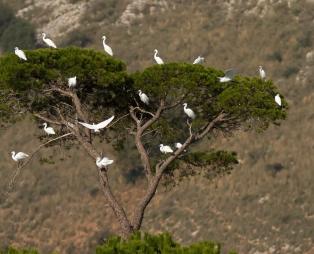 Στροφυλιά: Το εντυπωσιακό παραθαλάσσιο δάσος της Πελοποννήσου